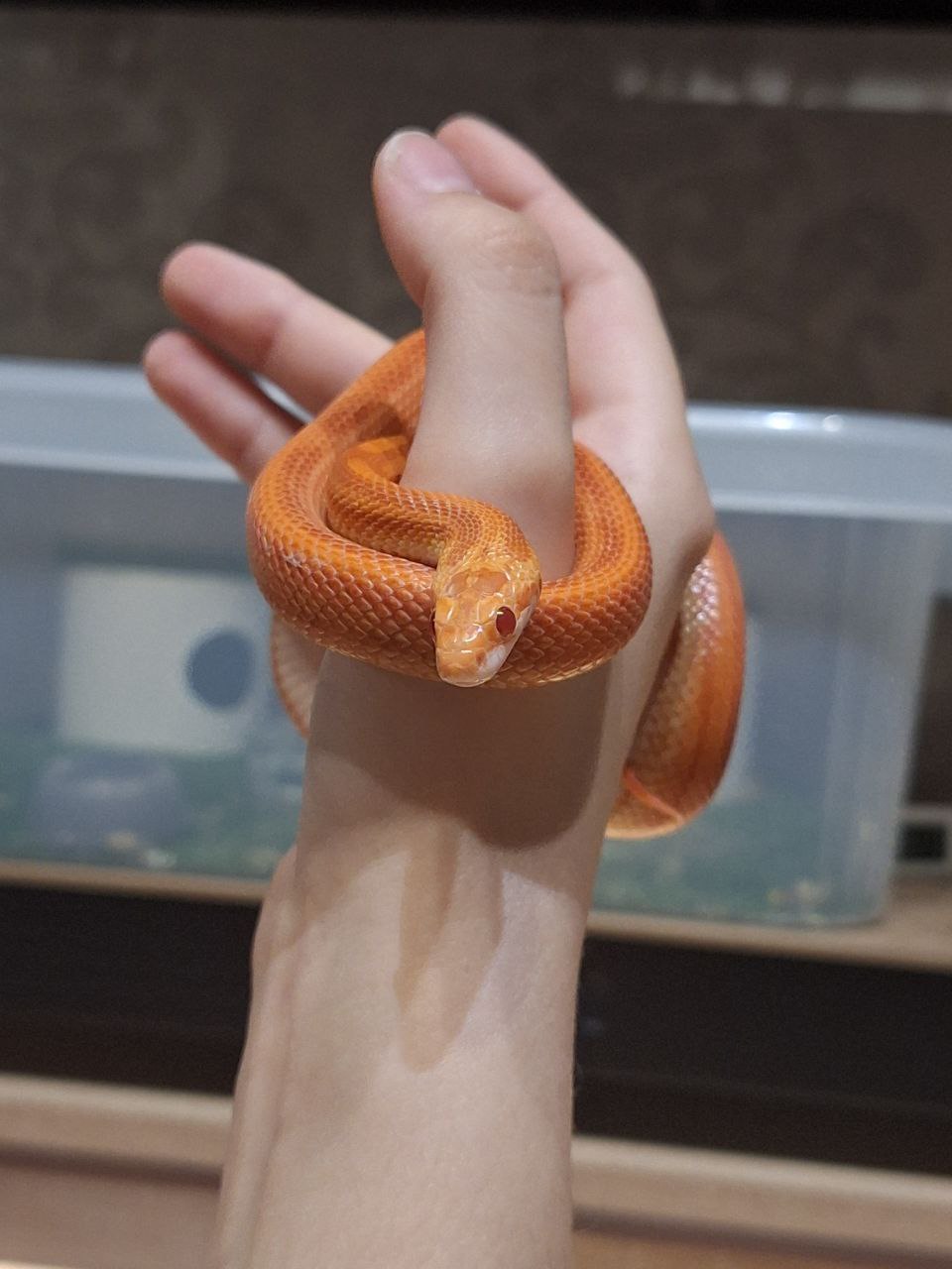 Змея по имени Раста