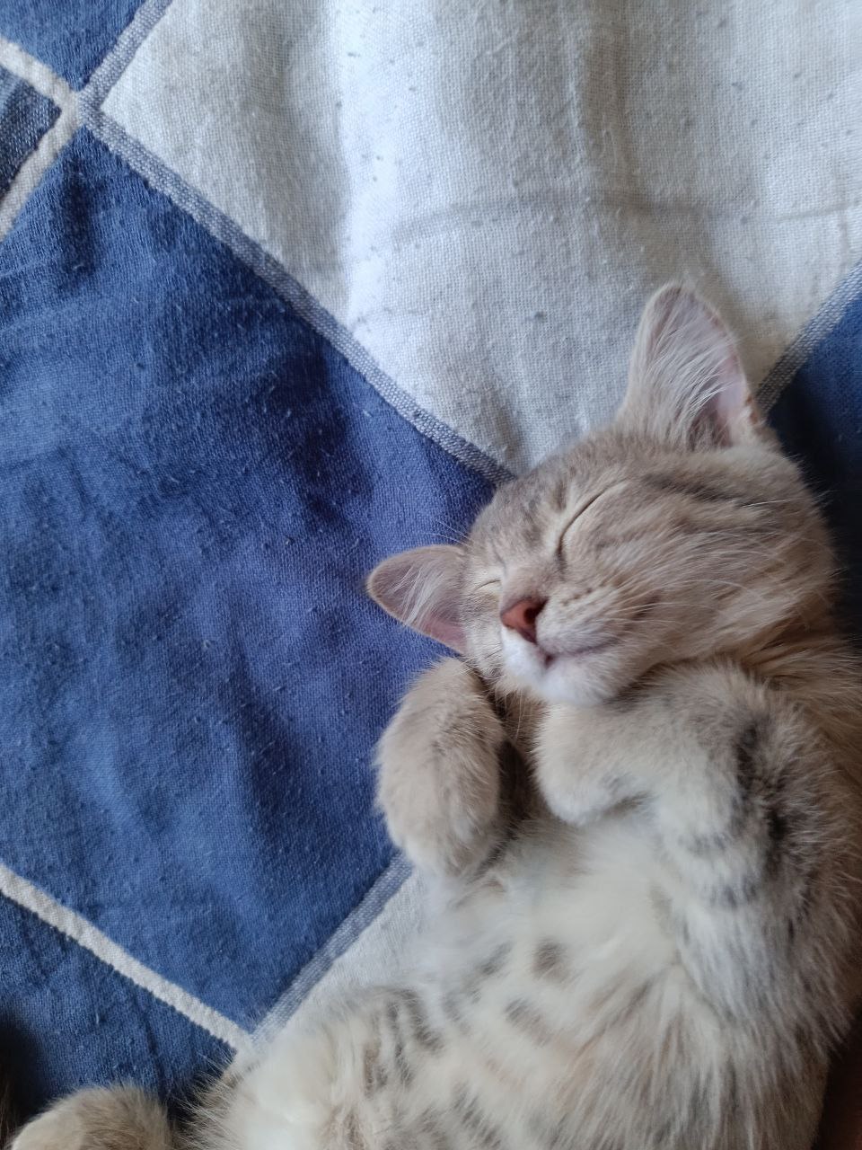 Маленькая кошка Милка