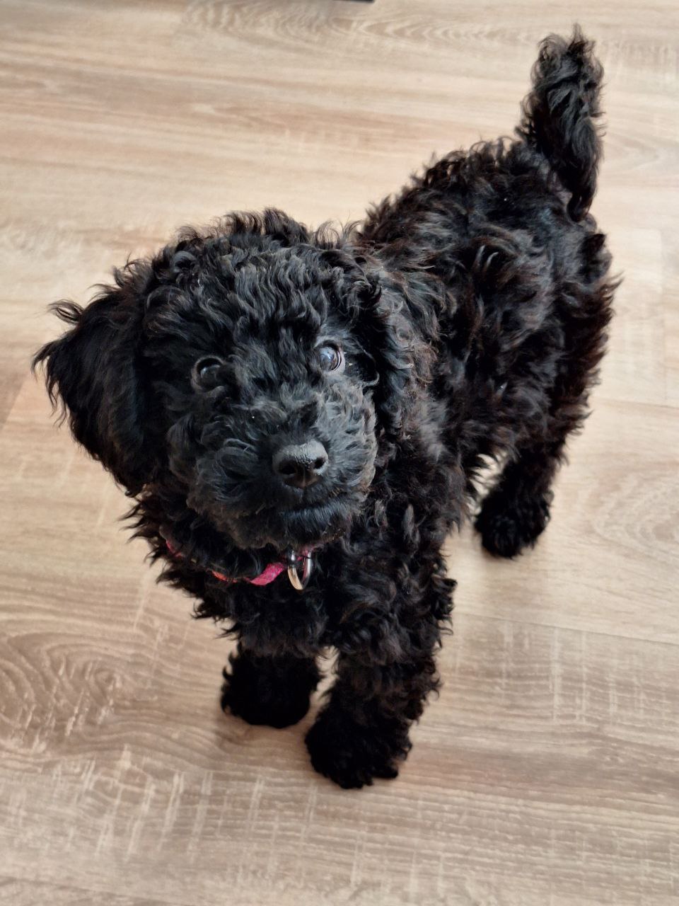 Моя собака - Молли