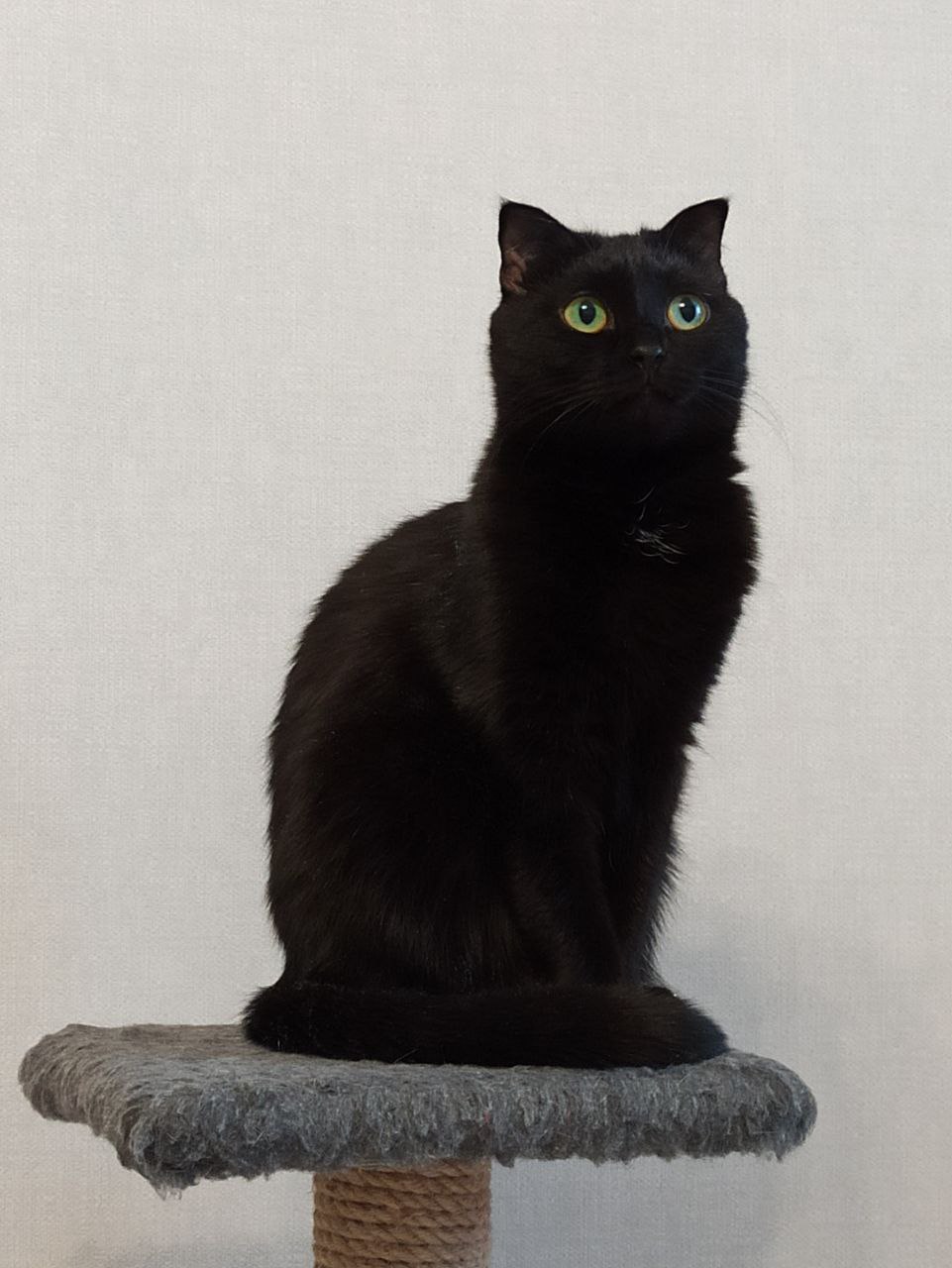 Кошка - Луна