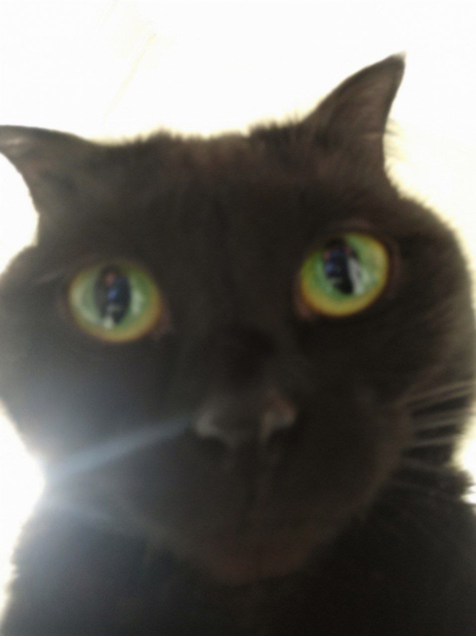 Смешное лицо кошки Луны