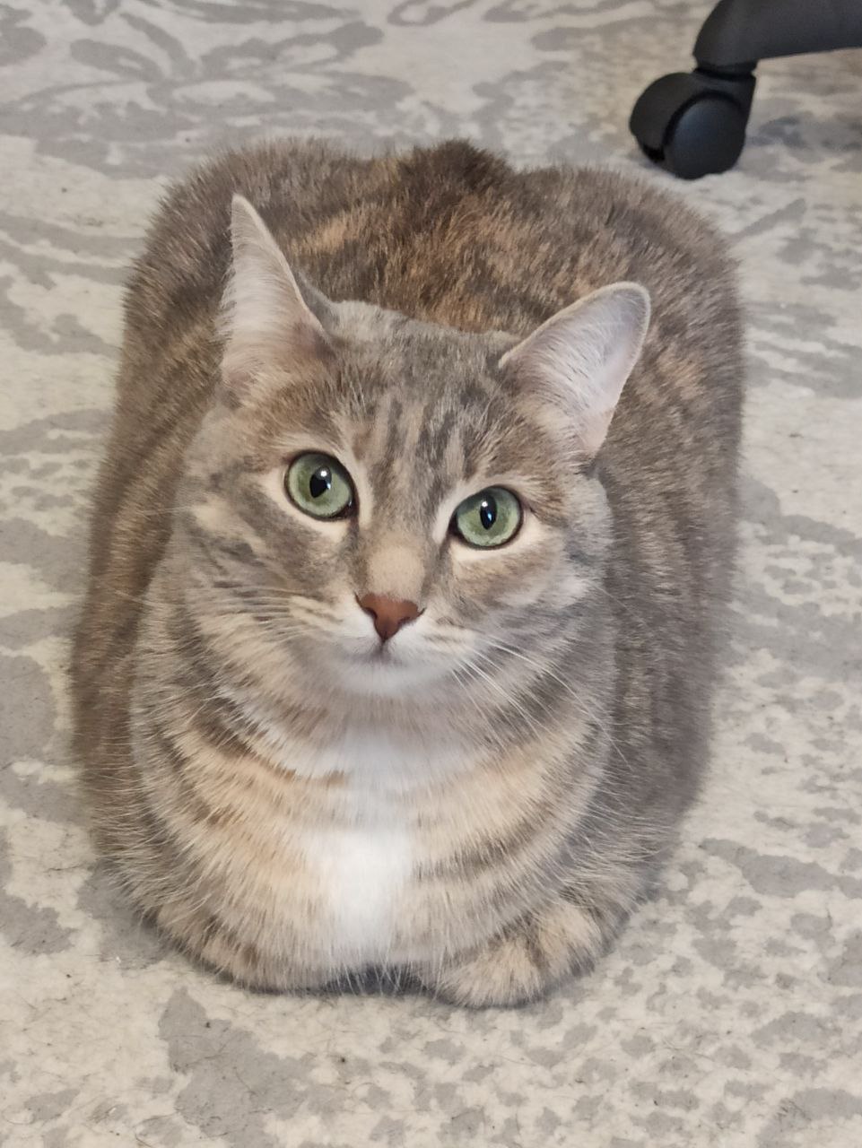 Кошка - Милка