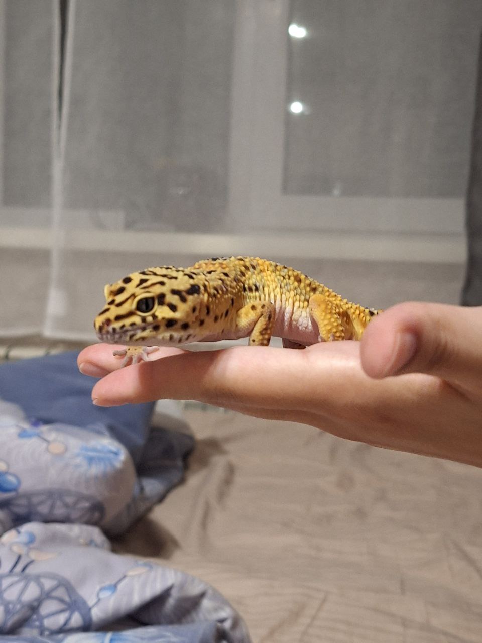 Мой эублефар - Берн